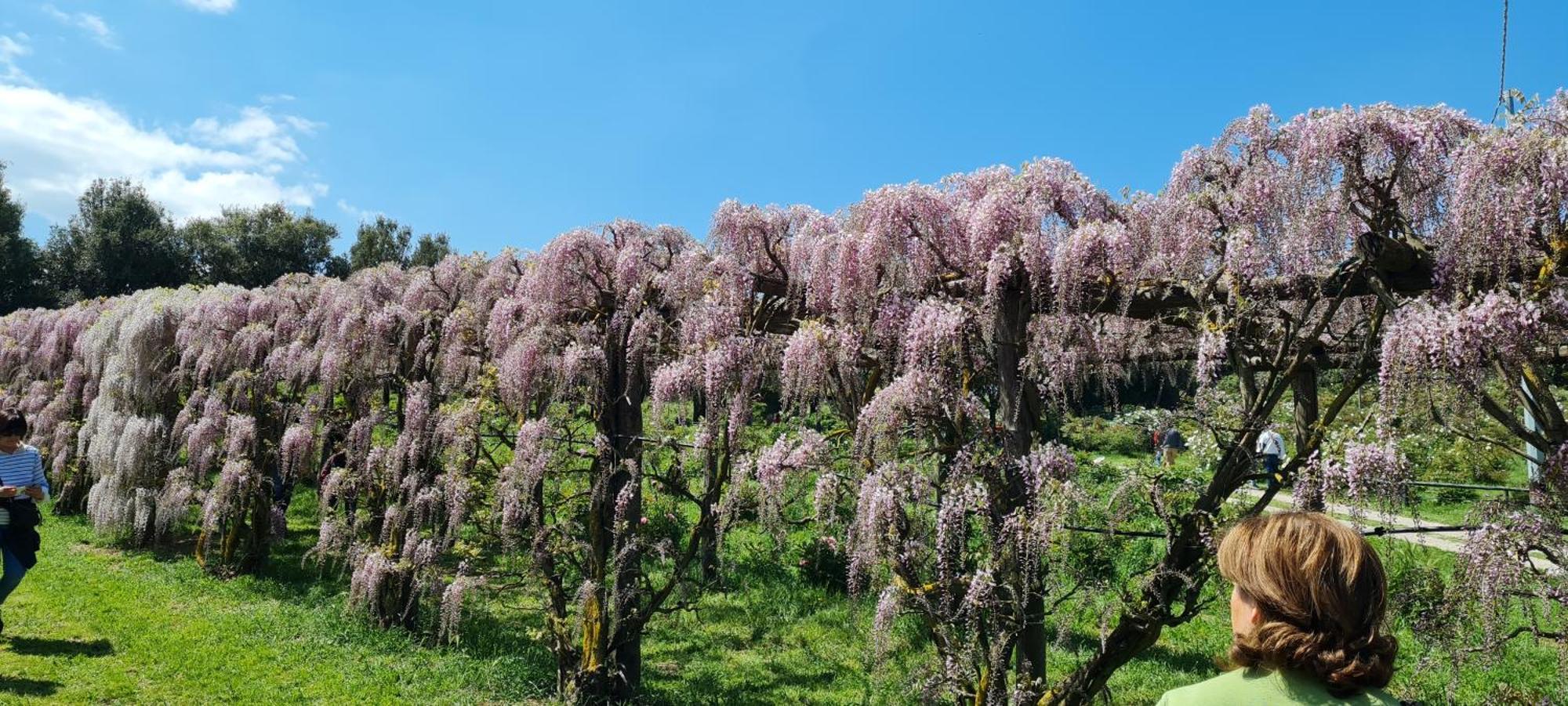 Agriturismo Buonasera 바뇨레조 외부 사진